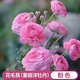 進(jìn)口花毛茛種球洋牡丹重瓣種球開大花室內(nèi)外陽臺(tái)盆栽大棚植物花卉 進(jìn)口-花毛茛【重瓣】粉色 【精選 10球】+肥