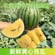 特小鳳黃肉西瓜黑美人西瓜甜瓜新鮮水果黃瓤多汁薄皮麒麟西瓜整箱生鮮團建送禮 特小鳳1個(gè)裝