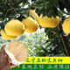 藍(lán)馨花苑嫁接柚子樹(shù)苗南方北方種植盆栽地栽陽(yáng)臺(tái)庭院果樹(shù)苗柚子苗當(dāng)年結(jié)果 玉環(huán)文旦柚 4年苗 當(dāng)年結(jié)果