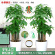 綠韻花田【兩小時達】步步高發財樹盆栽植物室內大型植物客廳開業公司門口 步步高發財樹一對