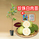 臺灣珍珠四季白肉番石榴苗紅心芭樂(lè )無(wú)籽紅寶石嫁接樹(shù)苗當年結果 珍珠白肉番石榴三年苗 50cm(含)-60cm(不含)