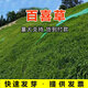 萌蘊(yùn)（MengYun）進(jìn)口草坪種子草籽四季常青免修剪護(hù)坡草種別墅耐庭院護(hù)坡耐寒耐旱 百喜草 一斤