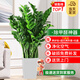 花財(cái)主天堂鳥盆栽辦公室大型綠植客廳盆栽家用吸甲醛凈化空氣綠植 金錢樹1.1-1.2m【棱形樹脂盆】