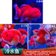泰獅金魚(yú)活冷水魚(yú)淡水魚(yú)鎏金蘭壽紅獅金魚(yú)觀賞魚(yú)好養(yǎng)耐活魚(yú)活體魚(yú) 6-8cm紅白鎏金+紅泰獅+紅蘭壽