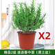 愛(ài)你一萬(wàn)年迷迭香苗盆栽可食用驅(qū)蚊植物香草薄荷苗水培花卉綠植物室內(nèi)煎牛排 精品2盆 迷迭香中苗（原土盆）
