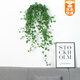 綠有意金邊常春藤盆栽水培花卉植物室內垂吊蘭綠植好養(yǎng)常青長青藤 【壁掛】精品165#常春藤30-50cm 帶盆栽好