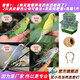 萬寵匯 鳥活體虎皮鸚鵡籠養(yǎng)牡丹玄風(fēng)活鳥學(xué)說話手養(yǎng)小太陽鸚鵡和尚鸚鵡 虎皮2只顏色備注+雙層籠+糧1斤