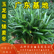 好客花鄉  日本玉龍草矮麥冬草坪庭院別墅草平植物四季常青園林綠化麥冬草 10斤凈草 10cm以下