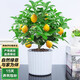 泰西絲檸檬樹(shù)盆栽室內綠植擺件 檸檬樹(shù)30-40cm+浪琴紋吸水盆 源頭直發(fā)
