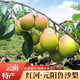 世果達(dá)云南紅河州元陽魯沙梨?zhèn)€舊加級(jí)寨火把高原啤梨新鮮水果特產(chǎn)整箱 5斤大果【單果240g+】