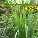 臨雅新鮮香茅草苗檸檬草盆栽香草驅蚊植物種子室內客廳陽(yáng)臺綠植 可食用香茅草12cm盆*1盆