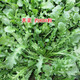 唯友蔬菜種子大全四季播種陽(yáng)臺盆栽農家小菜園香菜生菜菠菜小蔥易種 薺菜 約800粒