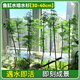 中夢(mèng)水杉水培魚(yú)缸造景溪流缸水杉盆栽盆景魚(yú)池水生植物綠植水草室內外 水杉30-40cm高5棵