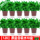 綠有意綠蘿盆栽室內(nèi)植物花卉綠植水培長(zhǎng)藤垂吊大葉綠籮新房家用吸除甲醛 120原盆儲(chǔ)水綠蘿10盆+壺+10肥 帶盆帶土發(fā)貨