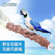 茨格曼 鸚鵡站架鳥(niǎo)籠配件 花椒木磨爪棒八哥鷯哥畫(huà)眉鳥(niǎo)用站桿中大型鳥(niǎo)