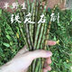 新鮮鐵皮石斛鮮條500g樂(lè )清雁蕩山霍山石斛楓斗中藥材四五年生干花 6年生高品質(zhì)鮮條（長(cháng)度可備注） 500克