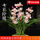 劉閣蘭花建蘭四季蘭花苗超香七彩玲瓏現帶花苞出售有香味的陽(yáng)臺盆栽綠植 七彩玲瓏2苗，加盆土肥,說(shuō)明書(shū)