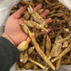 內廷上用原料野生牛大力干貨整條大力署整根金鐘根中藥材煲湯泡酒料黑牛無添加 整條野生牛大力干貨253g