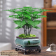 花行榜盆栽植物室內(nèi)花卉綠植 精品小文竹+四方瓷盆+底座+苔蘚源頭直發(fā)