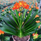 花行榜四季盆栽花卉綠植物室內圓頭和尚 君子蘭8-10片葉-原盆土源頭直發(fā)