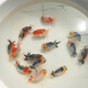 寵以沫（CHONG YIMO）精品蘭壽金魚(yú)活魚(yú)淡水冷水魚(yú)觀(guān)賞魚(yú)包活好養奶牛蘭壽 4-5cm精品蘭壽金魚(yú)5條+1備損