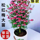 灑然【沒(méi)有套路】澳洲進(jìn)口盆栽松紅梅一樹(shù)多色帶花苞陽(yáng)臺室內庭院地栽 基地直銷(xiāo)  質(zhì)量保證 松紅梅五年苗高度40-50滿(mǎn)樹(shù)花苞