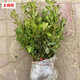 上客來(lái)小葉黃楊皺皮瓜子黃楊樹(shù)苗盆景苗大葉黃楊庭院綠化苗四季常青樹(shù)苗 黃楊 20厘米高度10棵
