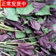 辰實(shí)紫蘇葉新鮮 現(xiàn)摘帶桿食用紫蘇 做菜調(diào)味香料 2斤