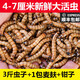 非常寵（精選）大麥蟲(chóng)黃粉蟲(chóng)面包蟲(chóng)活體釣魚(yú)餌烏龜食物倉鼠龍魚(yú)鳥(niǎo)類(lèi)飼料 3斤蟲(chóng)子+1包麥麩+鑷子 4-7CM