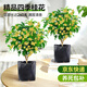 愛優(yōu)尚桂花樹苗四季桂盆栽可食用開花香室內(nèi)外陽臺客廳羅馬盆源頭直發(fā)