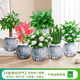綠有意綠蘿籮發(fā)財樹綠植盆栽花卉室內(nèi)吸除甲醛桌面水培懶人植物四季好養(yǎng) 【6盆凈化空氣組合】植物看圖片