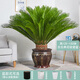 胡麗鐵樹(shù)盆栽 大型室內綠植客廳臥室辦公室凈空氣盆景觀(guān)葉植物 高120-130CM含古典花紋瓷盆 含盆