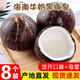 兮柔海南椰子 黑殼牛奶椰皇老椰子椰王椰肉煲湯椰子雞現(xiàn)摘新鮮椰子 8個裝