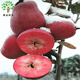 果樹(shù)苗嫁接蘋(píng)果樹(shù)苗 適合南方北方種植蘋(píng)果苗庭院盆地栽果樹(shù)苗 當年結果 紅肉蘋(píng)果 3年【明年結果】
