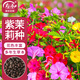壽禾 紫茉莉花種子苗混色家庭四季種植花籽 紫茉莉種子混色25g約330粒