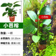 瘋狂水草（FKSC）魚缸水草植物直接入缸陰性水草浮萍凈化水質(zhì)套餐懶人 小芭榕