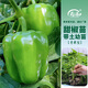 壽禾 蔬菜苗活苗帶土發(fā)貨大全菜苗種苗秋冬各種秧苗山東壽光苗子陽(yáng)臺 （綠甜椒）青椒苗 6棵
