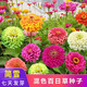百日草種子混色百日草花種子四季易種百日菊步步高開(kāi)花花籽鮮花盆栽陽(yáng)臺庭院公園花?；ɑ芊N子簡(jiǎn)雪 混色百日草種子1斤
