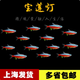 紅綠燈魚燈科魚孔雀魚熱帶觀賞魚淡水寶蓮燈魚活體斑馬魚群游魚 2cm大寶蓮燈30條+5防損 共35條