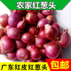 辰實(shí)廣東新鮮干紅蔥頭 小洋蔥頭小香蔥蔥種做油蔥酥 500g