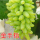 呈楚藍寶石葡萄苗果樹(shù)苗葡萄樹(shù)苗特大爬藤盆栽南北方四季種植當年結果 金手指 3年苗嫁接苗當年結果