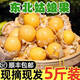 【順豐】東北姑娘果特產(chǎn)燈籠果5斤黃菇?jīng)鲂〗鸲贡∑す螟B整箱現(xiàn)摘3 【精選裝】5斤（限時(shí)大促）