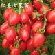 西芝蔬菜苗西紅柿苗茄子春季陽(yáng)臺庭院盆栽黃瓜苗青椒苗辣椒苗番 紅圣女果苗1顆