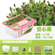 小花農(nóng)水培植物觀察盒綠植豆芽容器生長種植學(xué)生兒童盆栽幼兒園實(shí)驗(yàn)作業(yè) 水培芽菜-空心菜 【無土種植】