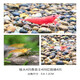 春瑞黑殼蝦水族箱水草缸清潔除藻工具淡水觀(guān)賞蝦大和藻蝦寵物活體飼料 3種蝦各4只