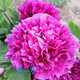 涵山菏澤觀(guān)賞牡丹花苗盆栽庭院花卉洛陽(yáng)牡丹樹(shù)苗室內外陽(yáng)臺重瓣大花 7紫二喬 7到10分支