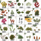 多種天然植物標(biāo)本干樹(shù)葉合集 diy貼畫(huà)材料幼兒園手工植物書(shū)簽樹(shù) 35種葉子約40片葉子 季節(jié)影響有所不同 樹(shù)葉