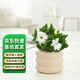 京云夢梔子花盆栽花卉開學(xué)綠植陽臺好養(yǎng)四季開花懶人盆景甜甜圈源頭直發(fā)