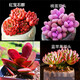 迎虞花苑新手帶盆多肉植物盆栽套餐綠植盆景組合活動(dòng)批發(fā) 紅寶+藍蘋(píng)果+紫蝶+桃蛋