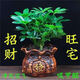 鴨腳木八方來財(cái)七葉蓮盆栽植物室內(nèi)花卉常青發(fā)財(cái)樹綠植盆景苗包活 八方來財(cái)招財(cái)樹4顆苗25高+發(fā)財(cái)瓷盆